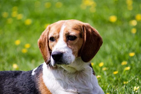 Chó Vừa Cocker Spaniel, Beagle