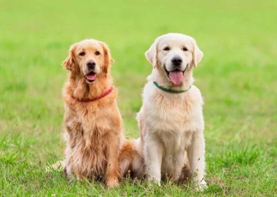 Chó Lớn Golden Retriever, Chó Chăn Cừu Đức