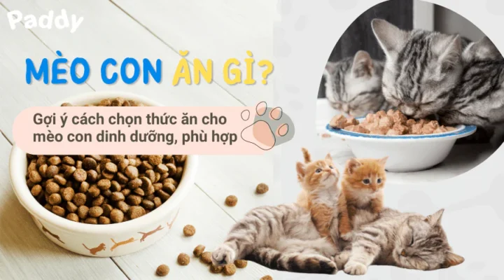 Một số lưu ý cho các sen khi lựa chọn thực phẩm cho thú cưng nhà mình.